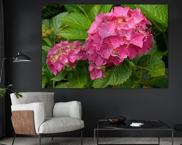 Garden hydrangea (Hydrangea macrophylla) by Alexander Ludwig