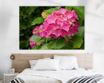 Tuinhortensia (Hydrangea macrophylla) van Alexander Ludwig