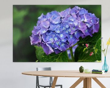 Garden hydrangea (Hydrangea macrophylla) by Alexander Ludwig