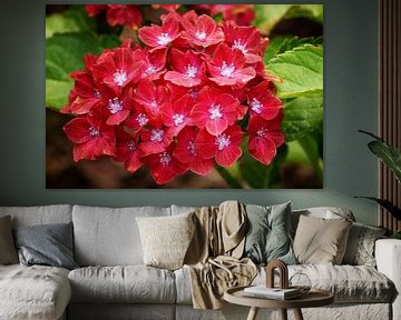 Hortensia de jardin (Hydrangea macrophylla) sur Alexander Ludwig