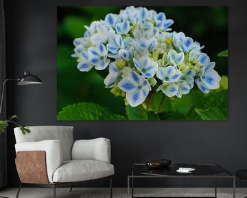 Garden hydrangea (Hydrangea macrophylla) by Alexander Ludwig