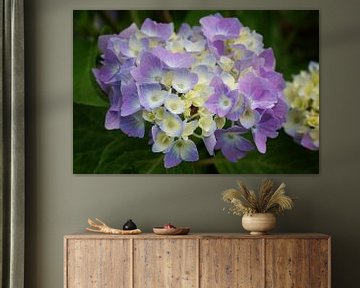 Hortensia de jardin (Hydrangea macrophylla) sur Alexander Ludwig