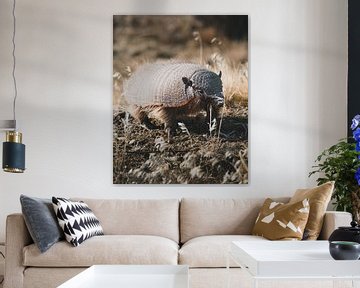 Armadillo in Patagonia by Leo van Gemmern