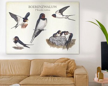 The life of the barn swallow by Jasper de Ruiter