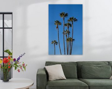 Palmtrees in Marrakesh, Morocco | Fine art photo print for wall art