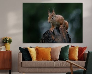 Nieuwsgierige eekhoorn op een boomstam. van Albert Beukhof