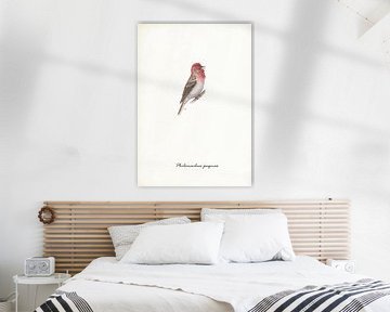 Red sparrow by Jasper de Ruiter