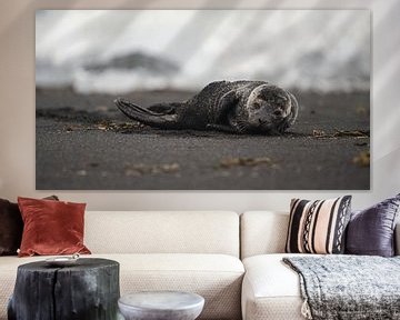 Seehund in Island von mathis_vdm