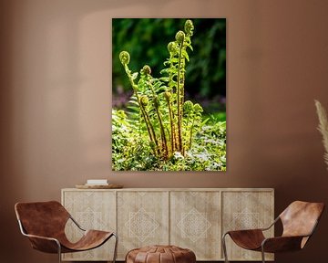 Flowering ferns by Martijn Tilroe