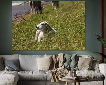 Lamb in the grass on the dike in Terschelling by Mirjam Welleweerd