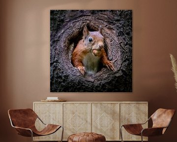 Eekhoorn met hazelnoot in een holle boomstam. van Albert Beukhof