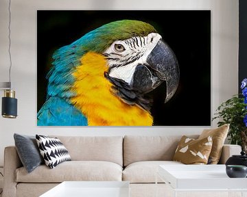 Ara-Papagei Nahaufnahme! von Jimmy van Drunen