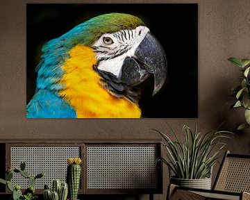 Macaw parrot close-up! by Jimmy van Drunen