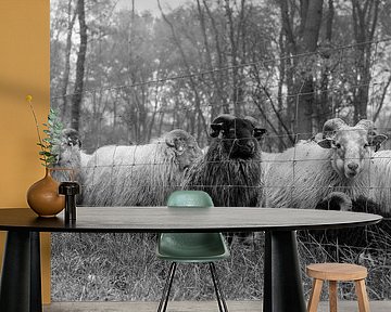 Sheep on the Dwingelderveld by Joris Louwes