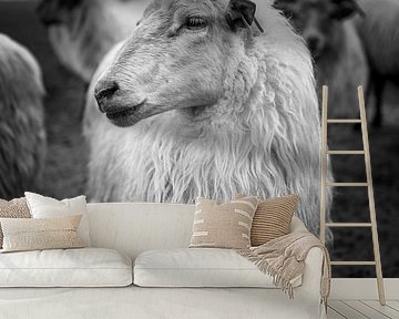 Drenthe Heath Sheep by Joris Louwes