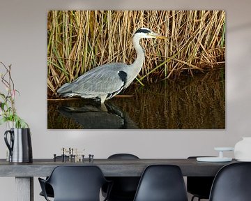 Heron bird stands in the ditch in front of the reed in the countryside nature. by Trinet Uzun