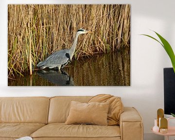 L'oiseau héron se tient dans le fossé devant le roseau dans la nature de la campagne. sur Trinet Uzun