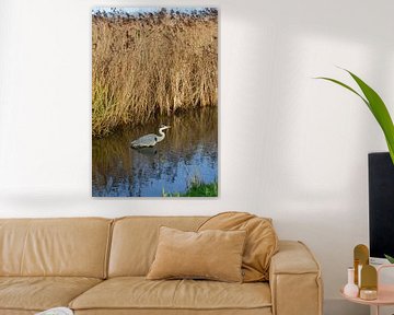 L'oiseau héron se tient dans le fossé devant le roseau dans la nature de la campagne. sur Trinet Uzun