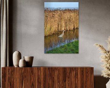 L'oiseau héron se tient dans le fossé devant le roseau dans la nature de la campagne. sur Trinet Uzun