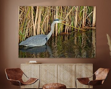 Reiger vogel staat in de sloot voor het riet in de platteland natuur. van Trinet Uzun