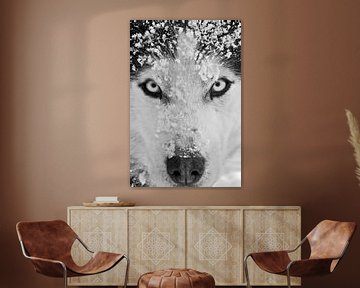 Siberian Husky Schwarzweiss-Nahaufnahme  von Brenda Gonzalez