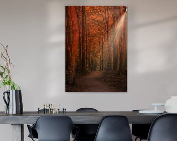 Sunlight sur peterheinspictures