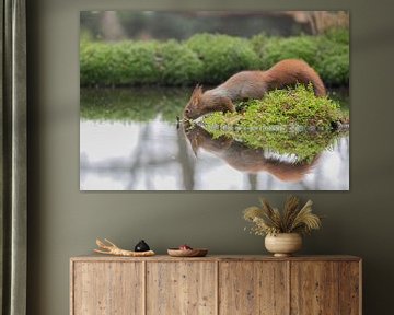 Eekhoorn ziet spiegelbeeld van Karin van Rooijen Fotografie