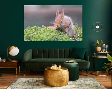 Eekhoorn op jacht van Karin van Rooijen Fotografie