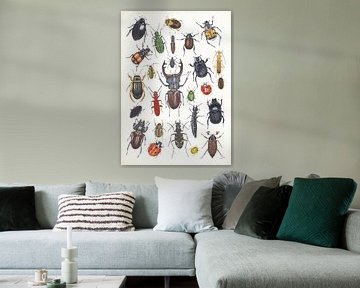 Collage-Käfer in den Niederlanden von Jasper de Ruiter