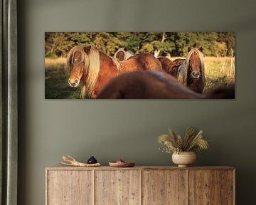 Trois poneys regardent en arrière sur Luis Boullosa