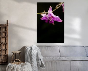 Wilde orchideeën bloem van Luis Boullosa