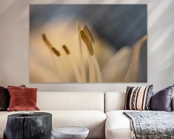 White Amaryllis close up by KB Design & Photography (Karen Brouwer)