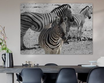 Close-up van zebra's in Botswana, Afrika met een zwartwit achtergrond van Phillipson Photography