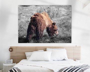 Grizzly en train de brouter dans le parc national de Banff, au Canada, sur un fond noir et blanc. sur Phillipson Photography