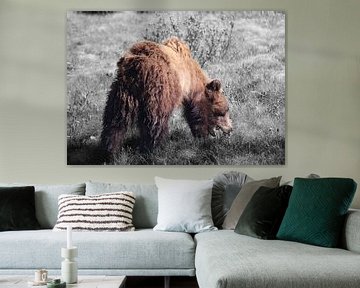 Grazende grizzlybeer in Banff National Park, Canada (zwart-wit achtergrond) van R.Phillipson