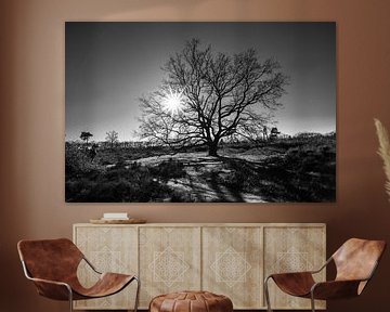 Baum mit Gegenlicht in der Veluwe-Heide in den Niederlanden, Fotodruck