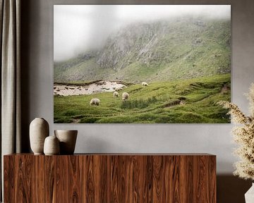 Schapen op een groene mistige berg op de Lofoten, Noorwegen, fotoprint