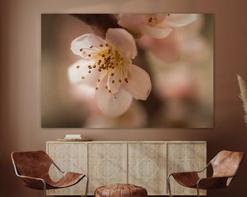 Beautiful blossom