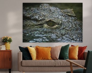 Krokodillen oog van Rob Legius