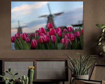 Tulipes et moulins à vent sur Hannon Queiroz