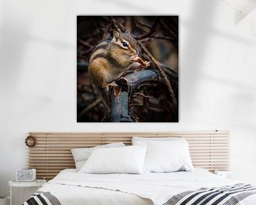 Ground squirrel by Marjolein van Middelkoop