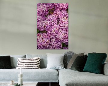 Hortensias violets en France sur Bianca Kramer