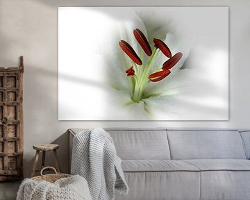 Lily Flower in bokeh