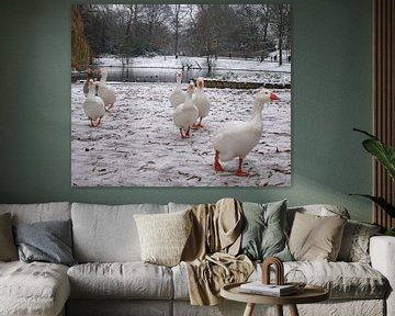 White geese in a white landscape