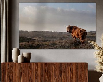 Stier Schotse hooglander op de uitkijk van Bas Ronteltap