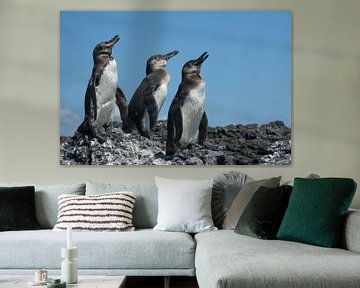 3 Galapagos penguins by Hanneke Bantje