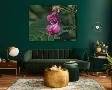 Orchid like flower Asseradepad