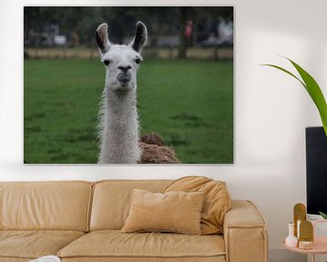 Lama of Alpaca ... in Nederland van Annie Lausberg-Pater