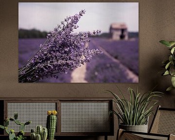 Lavender field by Tonny Visser-Vink