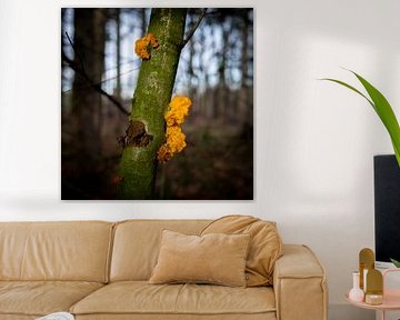 Orange vibrating mushroom on a green beaten tree